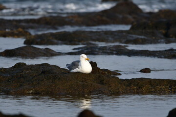 GAVIOTA PATIAMARILLA EN LA COSTA NORTE DE LA ISLA DE TENERIFE