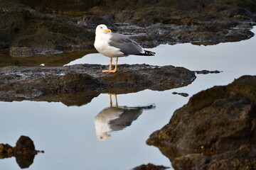 GAVIOTA PATIAMARILLA EN LA COSTA NORTE DE LA ISLA DE TENERIFE
