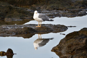 GAVIOTA PATIAMARILLA EN LA COSTA NORTE DE LA ISLA DE TENERIFE