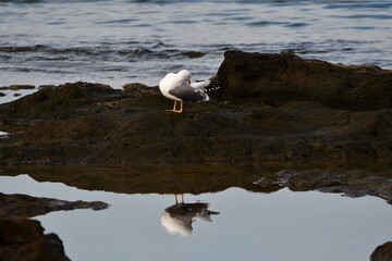 GAVIOTA PATIAMARILLA EN LA COSTA NORTE DE LA ISLA DE TENERIFE