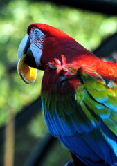Guacamayo rojo (Guacamaya bandera)
