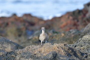 ZARAPITO TRINADOR EN LA COSTA NORTE DE LA ISLA DE TENERIFE