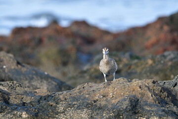ZARAPITO TRINADOR EN LA COSTA NORTE DE LA ISLA DE TENERIFE