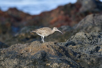 ZARAPITO TRINADOR EN LA COSTA NORTE DE LA ISLA DE TENERIFE