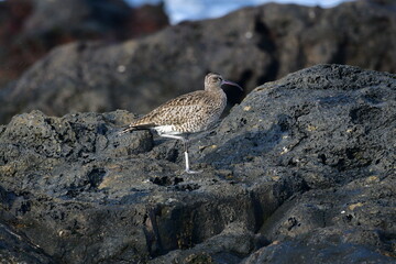 ZARAPITO TRINADOR EN LA COSTA NORTE DE LA ISLA DE TENERIFE