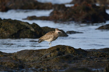 ZARAPITO TRINADOR EN LA COSTA NORTE DE LA ISLA DE TENERIFE