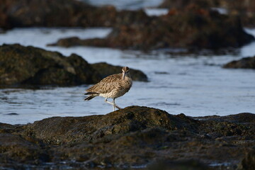 ZARAPITO TRINADOR EN LA COSTA NORTE DE LA ISLA DE TENERIFE