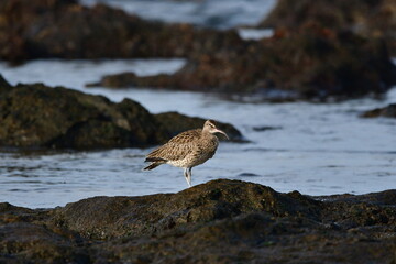 ZARAPITO TRINADOR EN LA COSTA NORTE DE LA ISLA DE TENERIFE