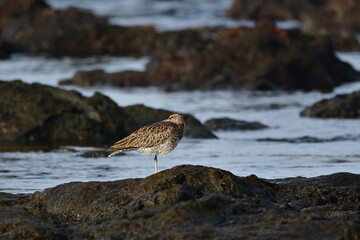 ZARAPITO TRINADOR EN LA COSTA NORTE DE LA ISLA DE TENERIFE