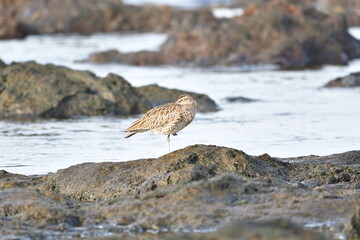ZARAPITO TRINADOR EN LA COSTA NORTE DE LA ISLA DE TENERIFE