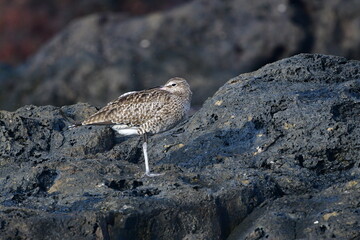 ZARAPITO TRINADOR EN LA COSTA NORTE DE LA ISLA DE TENERIFE