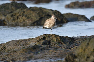 ZARAPITO TRINADOR EN LA COSTA NORTE DE LA ISLA DE TENERIFE