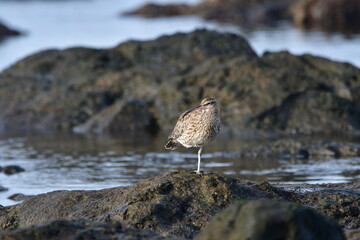 ZARAPITO TRINADOR EN LA COSTA NORTE DE LA ISLA DE TENERIFE