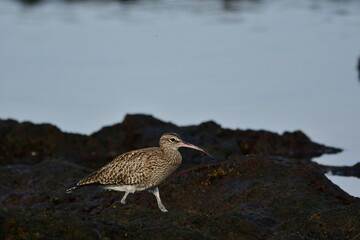 ZARAPITO TRINADOR EN LA COSTA NORTE DE LA ISLA DE TENERIFE