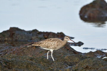 ZARAPITO TRINADOR EN LA COSTA NORTE DE LA ISLA DE TENERIFE