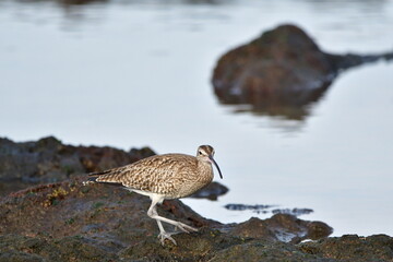 ZARAPITO TRINADOR EN LA COSTA NORTE DE LA ISLA DE TENERIFE