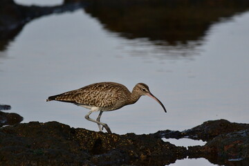 ZARAPITO TRINADOR EN LA COSTA NORTE DE LA ISLA DE TENERIFE