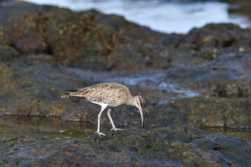 ZARAPITO TRINADOR EN LA COSTA NORTE DE LA ISLA DE TENERIFE