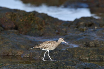 ZARAPITO TRINADOR EN LA COSTA NORTE DE LA ISLA DE TENERIFE