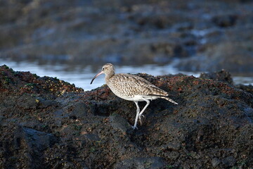 ZARAPITO TRINADOR EN LA COSTA NORTE DE LA ISLA DE TENERIFE