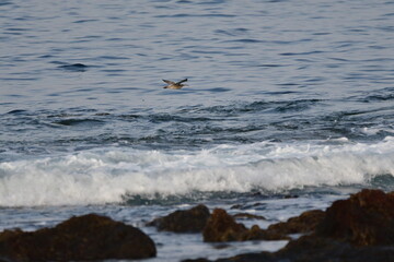 ZARAPITO TRINADOR EN LA COSTA NORTE DE LA ISLA DE TENERIFE