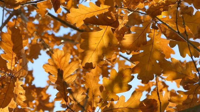 Oak tree foliage in autumn - Common Oak tree leaves in fall, Quercus robur