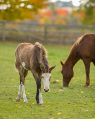 Naklejka na ściany i meble mare and foal in field mother horse with baby horse filly or colt paint in color brown and white pinto foal with white face wide white blaze on face cute baby horse vertical format room for masthead 
