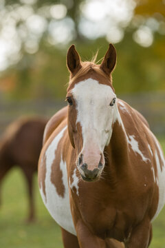 portrait of brown and white paint horse looking at camera with very wide white blaze on face brown and white with firelock backlit fall or spring background colors vertical format room for type 
