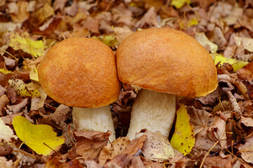 Beautiful mushrooms on the background of fallen leaves in the forest. Edible mushrooms