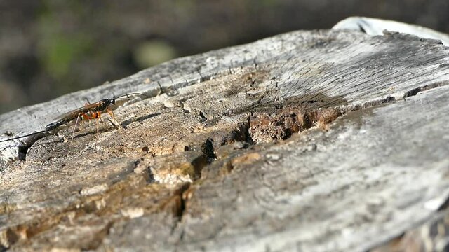 Dolichomitus imperator is a species of Hymenoptera in the family ichneumon wasps, stock footage