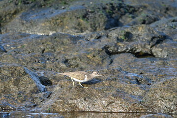 CORRELIMOS EN LA COSTA NORTE DE LA ISLA DE TENERIFE