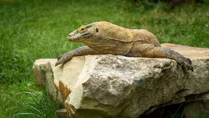 Komodo Dragon at the zoo in Chattanooga Tennessee.