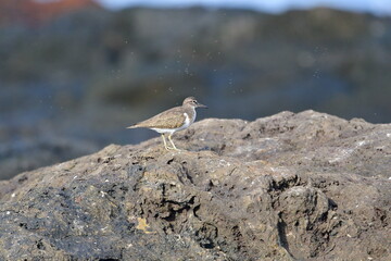 CORRELIMOS EN LA COSTA NORTE DE LA ISLA DE TENERIFE
