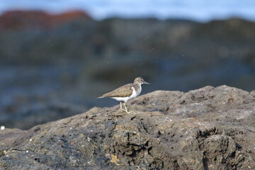 CORRELIMOS EN LA COSTA NORTE DE LA ISLA DE TENERIFE