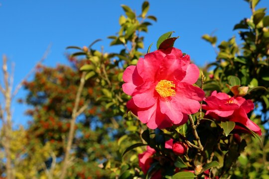 寒椿 Images Browse 744 Stock Photos Vectors And Video Adobe Stock