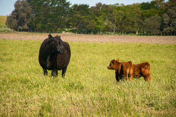 cows  and calf in the field.
