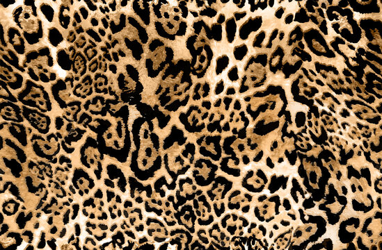 Seamless leopard texture, leopard fur