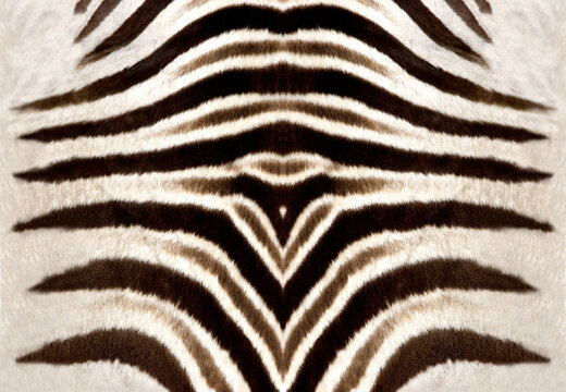 Zebra texture, zebra skin, animal print