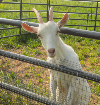 small young white goat with two horns climbing on metal round tube fence with cute nose and ears looking at camera curious and friendly farm animal on small hobby farm in fenced in area 