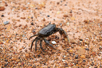 crab on the beach