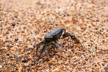 crab on the beach