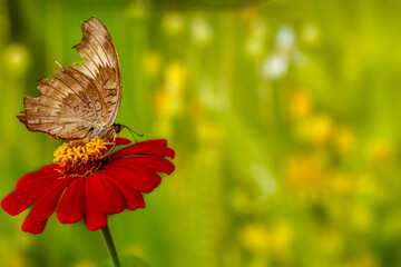 Obraz premium A brown butterfly perched on a red zinnia flower, has a soft green grass background and warm sunlight, copy space