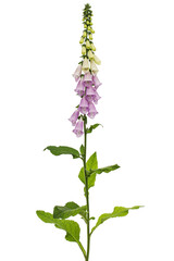 Foxglove flowers, lat. Digitalis, isolated on white background © kostiuchenko