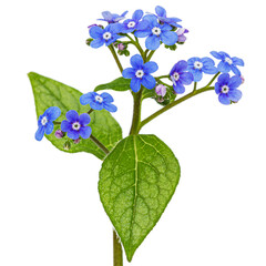 Blue flowers of brunnera, forget-me-not, myosotis, isolated on white background