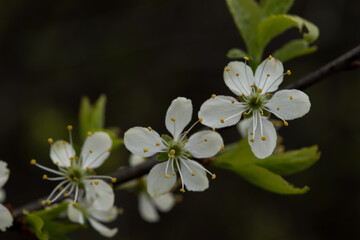 Defocused floral background with cherry blossoms on green leaves