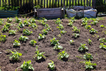 bean plants in vegetable garden