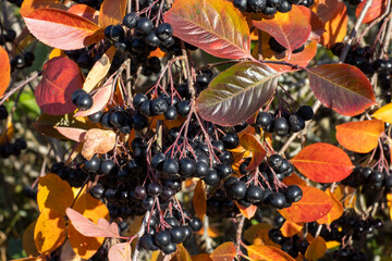 Chokeberry bush in autumn with berries and yellow and red leaves
