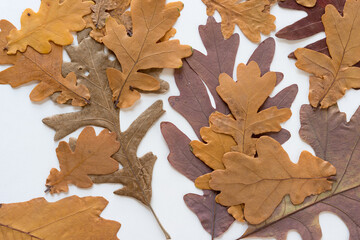 autumn leaves on a white background