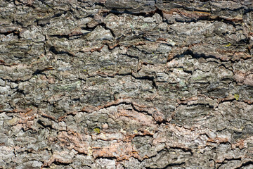 Obraz premium Chokeberry bush in autumn with berries and yellow and red leaves