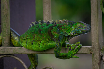 Iguana